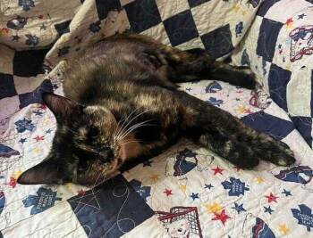 Cookie -  Domestic Short Hair Cat for Adoption in Mississauga, Ontario - Cookie | PetCurious