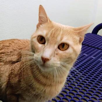 Domestic Short Hair Cats Available for Adoption - Hazel  | PetCurious