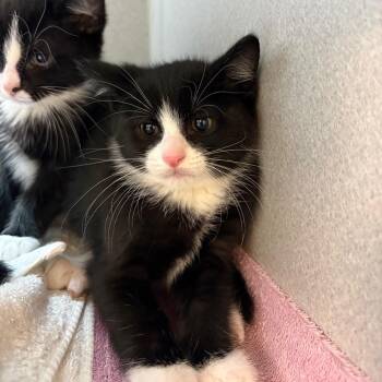 William -  Domestic Short Hair Cat for Adoption in Pittsburgh, Pennsylvania - William | PetCurious