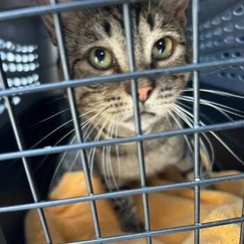 Lucius -  Domestic Short Hair Cat for Adoption in Bristol, Indiana - Lucius | PetCurious