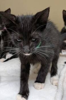Hamlet [Green] -  Domestic Short Hair Cat for Adoption in Chamblee, Georgia - Hamlet [Green] | PetCurious