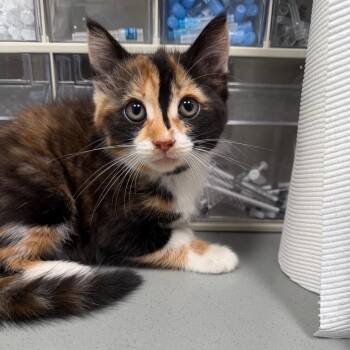 Domestic Short Hair Cats Available for Adoption in Englewood, Florida - Pixel | PetCurious