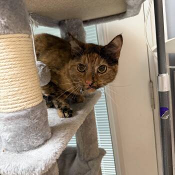 Domestic Short Hair Cats Available for Adoption in Dyersburg, Tennessee - Callie | PetCurious