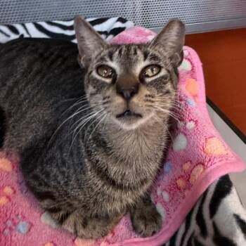 Slinky -  Domestic Short Hair Cat for Adoption in Sarasota, Florida - Slinky | PetCurious