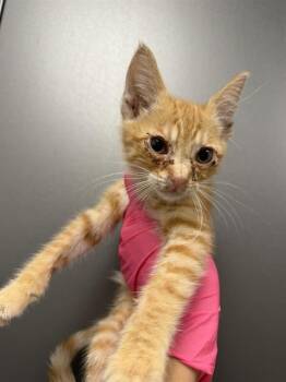 RA -  Domestic Short Hair Cat for Adoption in Ontario, California - RA | PetCurious
