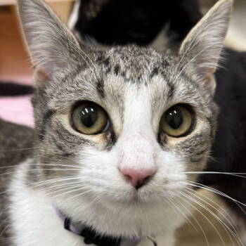 Rescue Domestic Short Hair and Tabby Cats for Adoption in Winchendon, Massachusetts - Felicia | PetCurious