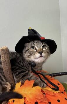 Honeybun -  Domestic Short Hair Cat for Adoption in Picayune, Mississippi - Honeybun | PetCurious