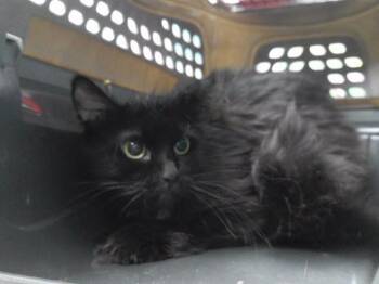 MIMZY -  Domestic Medium Hair and Domestic Short Hair Cat for Adoption in Omaha, Nebraska - MIMZY | PetCurious