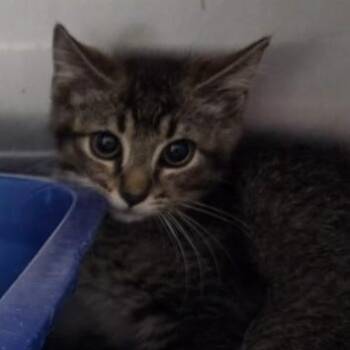 Trouble -  Domestic Short Hair Cat for Adoption in Worcester, Massachusetts - Trouble | PetCurious