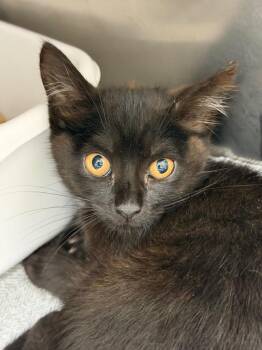 Mallomar -  Domestic Short Hair Cat for Adoption in Pomona, New York - Mallomar | PetCurious