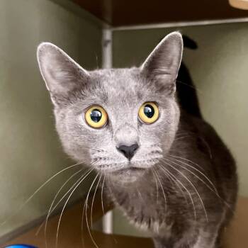 Rescue Domestic Short Hair Cats for Adoption in Riverwoods, Illinois - Jello | PetCurious