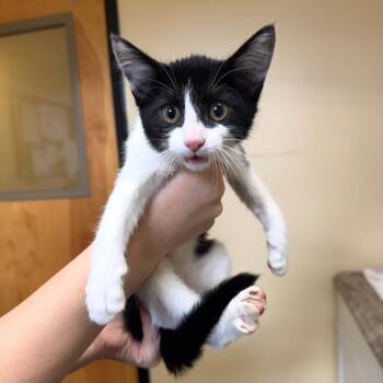 SuperStar -  Domestic Short Hair Cat for Adoption in Corinth, Mississippi - SuperStar | PetCurious