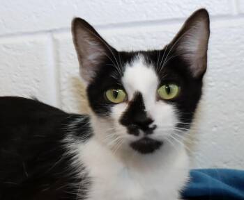 Oreo -  Domestic Short Hair Cat Available for Adoption in Euclid, Ohio - Oreo | PetCurious