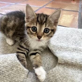 Domestic Short Hair Cats Available for Adoption in Sunnyvale, California - Spud | PetCurious