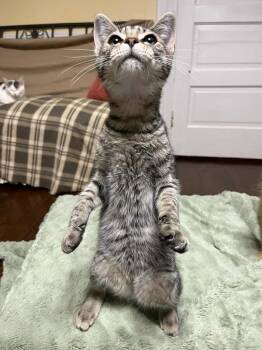 Rescue Domestic Short Hair Cats for Adoption in Evergreen, Colorado - Rapunzel | PetCurious