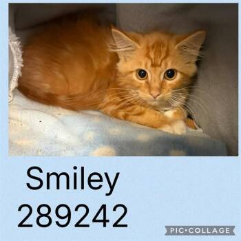 SMILEY -  Domestic Medium Hair Cat for Adoption in Macon, Georgia - SMILEY | PetCurious
