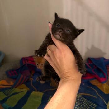 Stitch -  Domestic Short Hair Cat for Adoption in Port Charlotte, Florida - Stitch | PetCurious