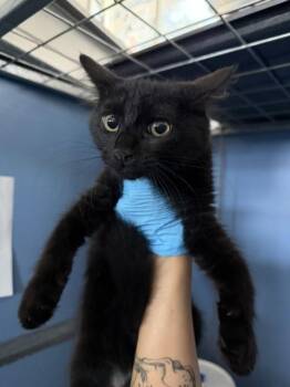 MONSTER -  Domestic Medium Hair Cat for Adoption in San Bernardino, California - MONSTER | PetCurious