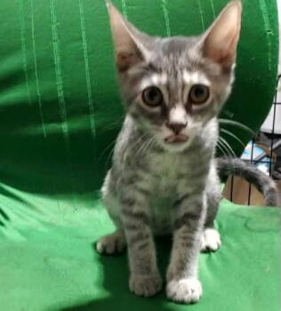 Rescue Domestic Short Hair Cats for Adoption in Castro Valley, California - Willow (& Mr Hanks) | PetCurious