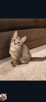 Churro (Reyas babies 2) -  Domestic Short Hair Cat for Adoption in Lewis Center, Ohio - Churro (Reyas Babies 2) | PetCurious
