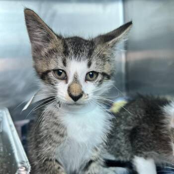 Barnaby -  Domestic Short Hair Cat for Adoption in Matteson, Illinois - Barnaby | PetCurious
