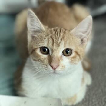 Campfire -  Domestic Short Hair Cat for Adoption in Matteson, Illinois - Campfire | PetCurious