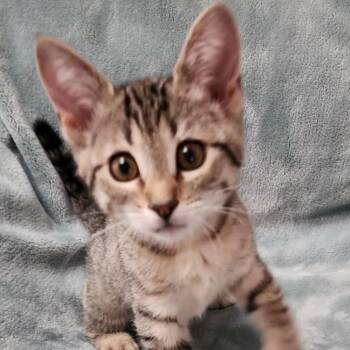 Orange -  Domestic Short Hair Cat for Adoption in Orangevale, California - Orange | PetCurious