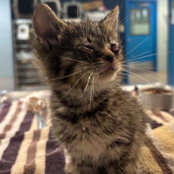 Dabble -  Domestic Short Hair Cat for Adoption in Newark, New Jersey - Dabble | PetCurious