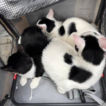 Otacon -  Domestic Short Hair Cat for Adoption in Westhampton, New York - Otacon | PetCurious