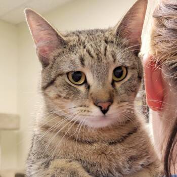 Tabby Cats Available for Adoption in Mazon, Illinois - Tommy | PetCurious