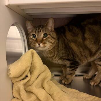 Domestic Short Hair Cats Available for Adoption in Council Bluffs, Iowa - Rodrick | PetCurious