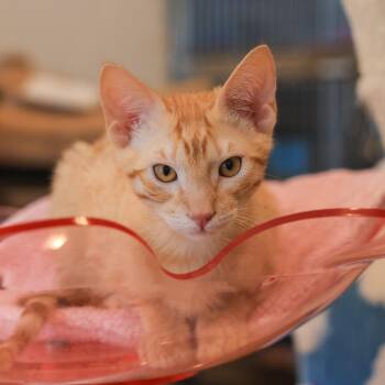 Texas -  Domestic Short Hair Cat for Adoption in Los Angeles, California - Texas | PetCurious