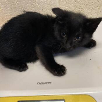 Domestic Short Hair Cats Available for Adoption in Memphis, Tennessee - MITTENS | PetCurious
