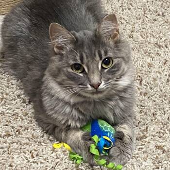 Rescue Domestic Medium Hair Cats for Adoption in Tulsa, Oklahoma - Tulip | PetCurious