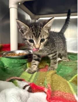 Lepurr James -  Domestic Short Hair Cat for Adoption in Marshall, North Carolina - Lepurr James | PetCurious