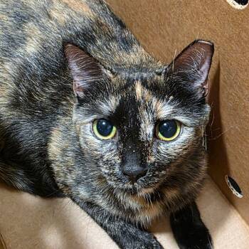 Rescue Domestic Short Hair Cats for Adoption in Tampa, Florida - Sophie | PetCurious