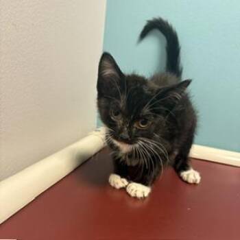 Carson -  Domestic Short Hair Cat for Adoption in Janesville, Wisconsin - Carson | PetCurious