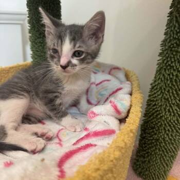 Nick Furry -  Domestic Short Hair Cat Available for Adoption in Fort Lauderdale, Florida - Nick Furry | PetCurious