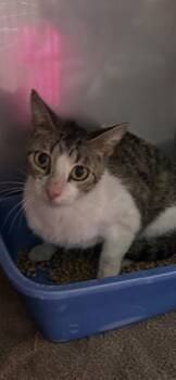 IVORY -  Domestic Short Hair Cat Available for Adoption in Killeen, Texas - IVORY | PetCurious