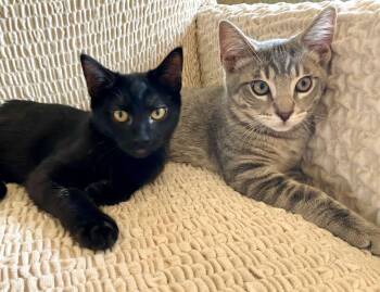 Sam & Rikki -  Domestic Short Hair and Tabby Cat for Adoption in The Dalles, Oregon - Sam & Rikki | PetCurious