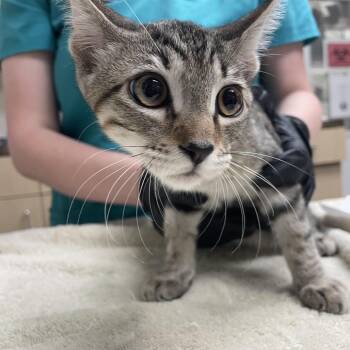 Pepperoni -  Domestic Short Hair Cat for Adoption in Lakeland, Florida - Pepperoni | PetCurious