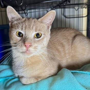 Kit Kit -  Domestic Short Hair Cat for Adoption in Saginaw, Michigan - Kit Kit | PetCurious