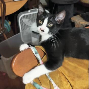 Mister Mayhem -  Domestic Short Hair Cat for Adoption in San Antonio, Texas - Mister Mayhem | PetCurious