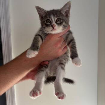 OG -  Domestic Short Hair Cat for Adoption in Morristown, New Jersey - OG | PetCurious