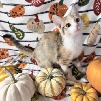 Madeline -  Domestic Short Hair Cat for Adoption in Rochester, Minnesota - Madeline | PetCurious