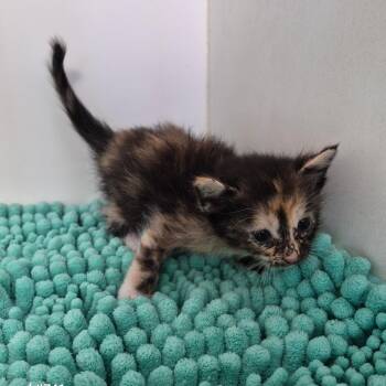 Domestic Short Hair Cats Available for Adoption in Portland, Texas - Perdita | PetCurious