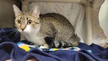 SQUISH -  Domestic Short Hair Cat for Adoption in Minneapolis, Minnesota - SQUISH | PetCurious