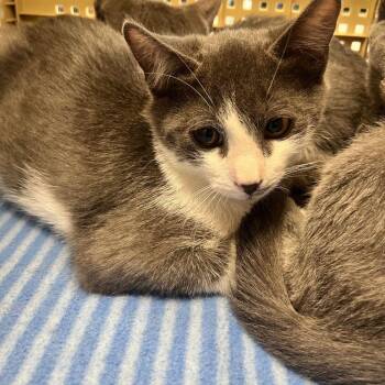 Spike -  Domestic Short Hair Cat for Adoption in Kingman, Arizona - Spike | PetCurious
