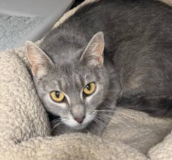 Domestic Short Hair Cats Available for Adoption in Yankton, South Dakota - Gracie | PetCurious