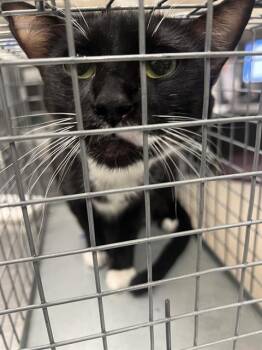COCO PAWS -  Domestic Short Hair Cat for Adoption in Las Vegas, Nevada - COCO PAWS | PetCurious